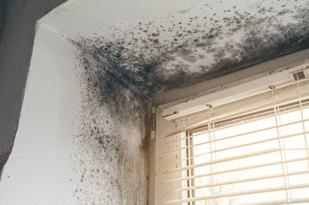 Affordable Attic Mold Remediation solutions in McQueeney, TX