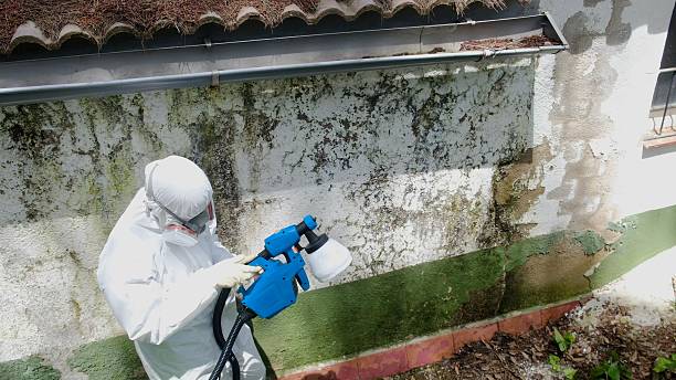 Top rated local Attic Mold Remediation specialists in McQueeney, TX